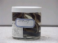 藏品(黑身管鼻鯙)的圖片